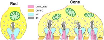 Light-dependent changes in the outer plexiform layer of the mouse retina